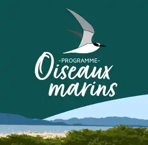 Conception d’un flyer vulgarisé pour la sauvegarde des oiseaux marins